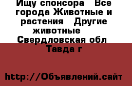 Ищу спонсора - Все города Животные и растения » Другие животные   . Свердловская обл.,Тавда г.